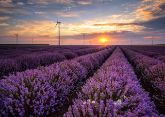 Flowers and wind turbine